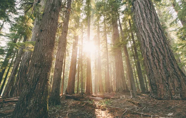 Forest, trees, dawn, pine, Oregon, Hamaker Woods
