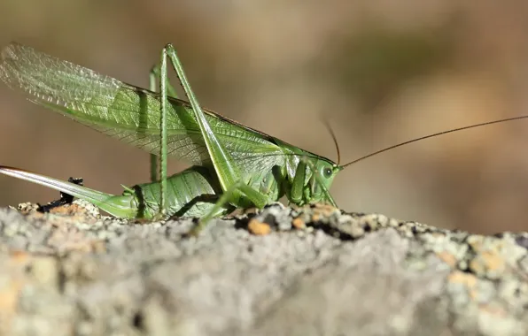 Background, insect, grasshopper, locust