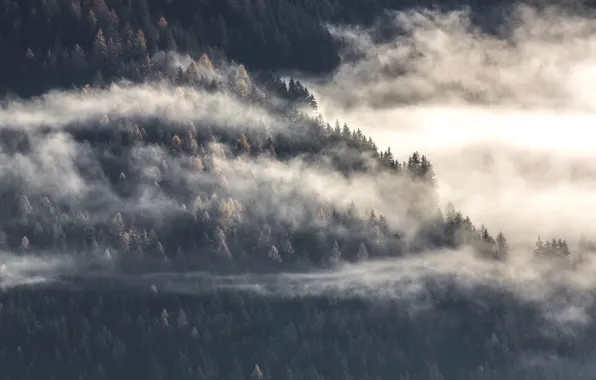Forest, trees, fog, ate, pine