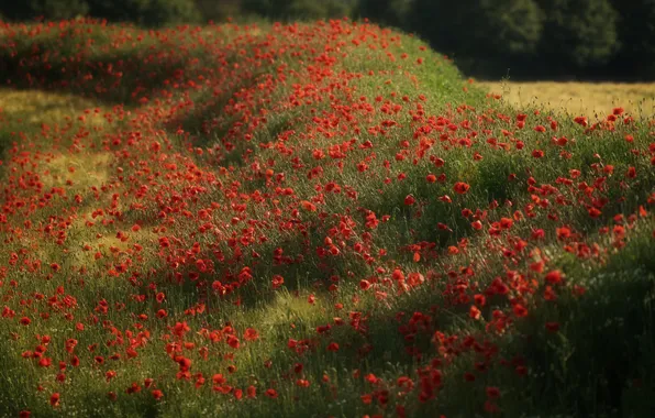 Summer, light, flowers, hills, Maki, meadow, red, shadows