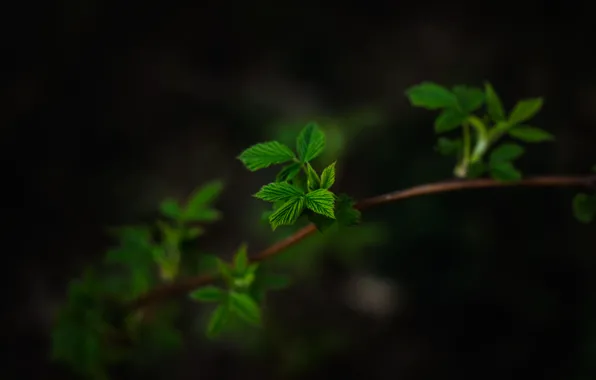 Picture leaves, macro, the dark background, branch