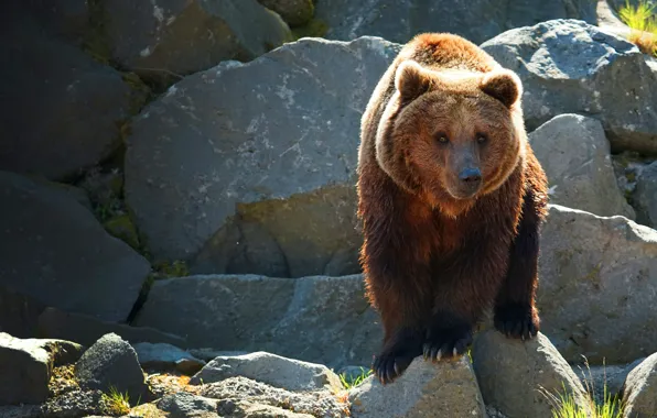 Look, nature, pose, stones, paws, bear, brown bear
