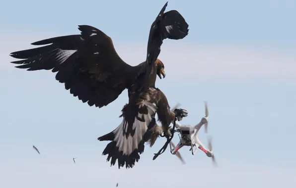 Bird, Feathers, Eagle, Wings, Claws, Drone, DJI Phantom