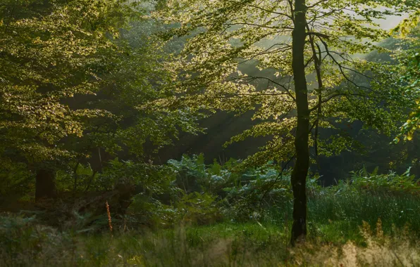 Autumn, Trees, Forest, Fall, Autumn, Forest, Trees