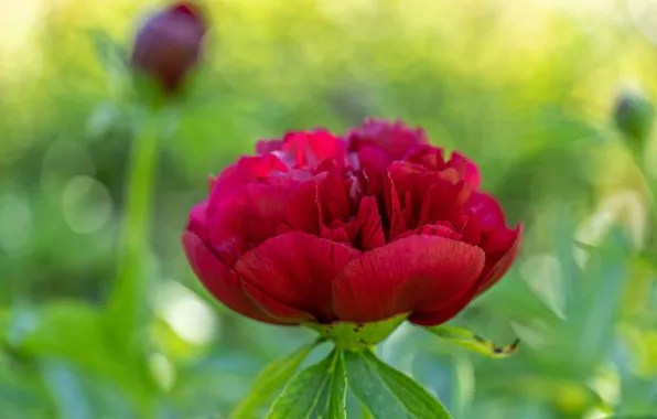 Flower, summer, red, spring, green background, bokeh, peony