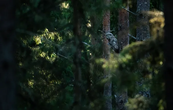 Forest, light, trees, darkness, the dark background, owl, bird, ate