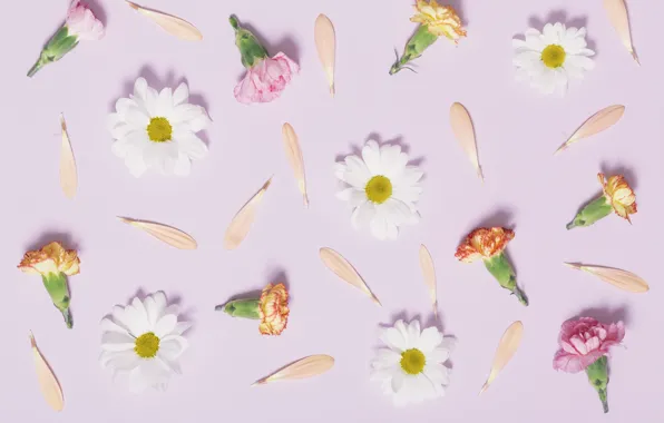 Picture chamomile, petals, pink, buds, pink, flowers, cute, clove