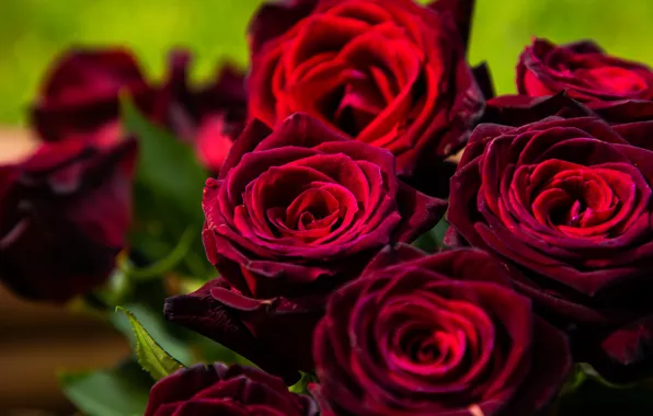 Macro, roses, buds, Burgundy, velvet