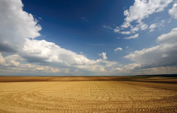 Picture wheat, field, the sky, clouds, Serbia