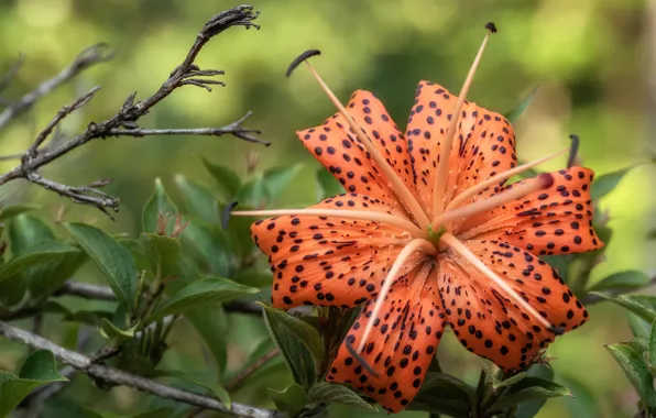 Picture macro, Lily, petals, stamens, Tiger Lily