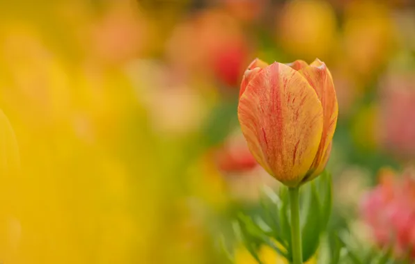 Picture flower, Tulip, petals