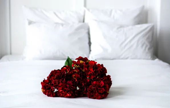 Picture light, flowers, red, wall, box, gift, bed, interior