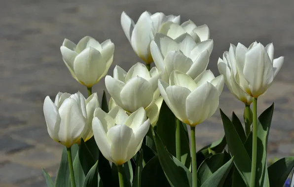 Spring, tulips, white, white, spring, Tulips