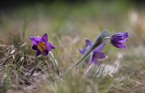 Flowers, spring, weed, dream grass