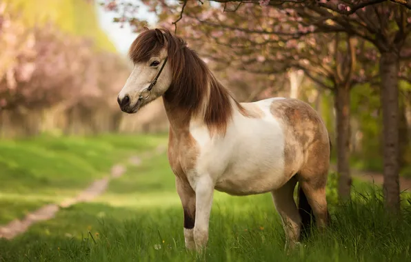 Summer, nature, horse