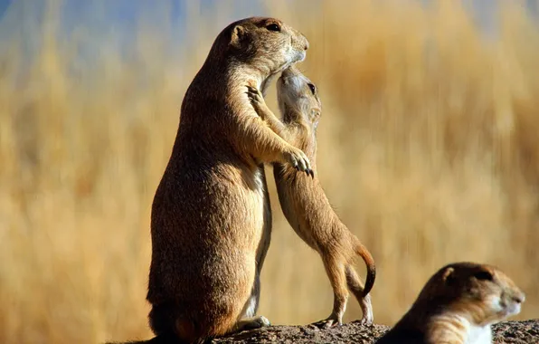 Picture baby, mom, rodents, Prairie dogs