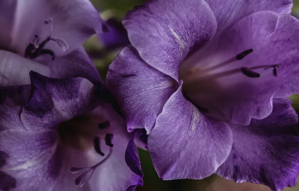 Macro, purple, gladiolus