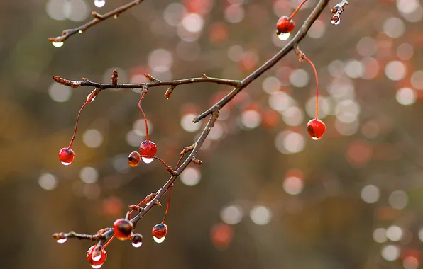 Picture drops, macro, glare, berries, branch