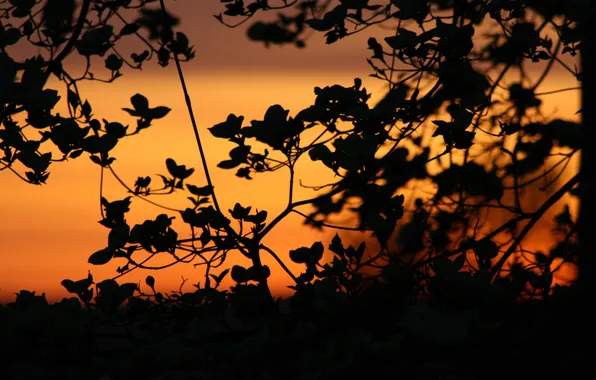 Picture the sky, leaves, sunset, nature, branch, silence, plant, the evening