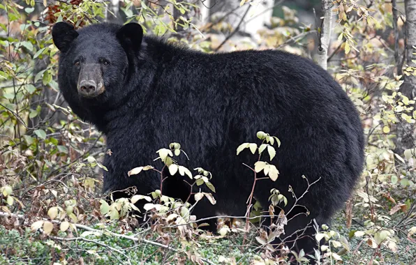 Nature, baribal, black bear