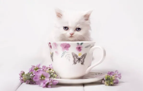 Picture look, flowers, background, muzzle, mug, kitty, white kitten