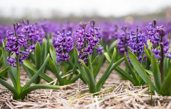 Picture field, spring, farm, hyacinths