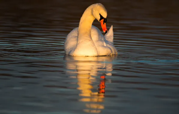 Water, the sun, sunset, pose, reflection, bird, the evening, mirror