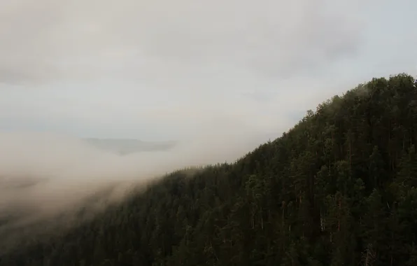 Forest, clouds, trees, mountains, fog, morning, dampness