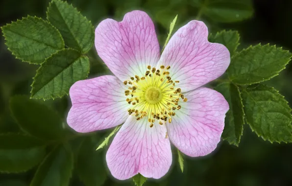 Picture flower, summer, Bush, briar, wild rose