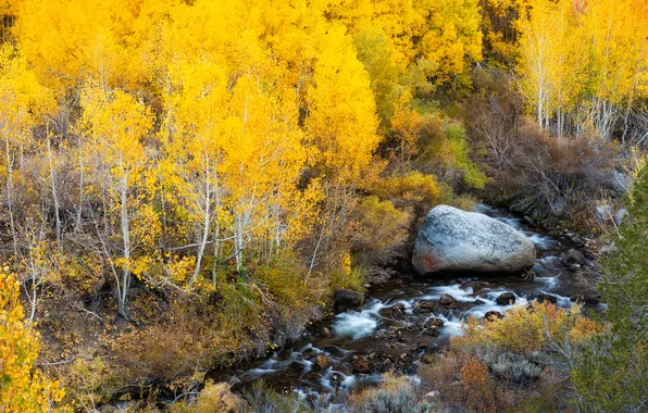 Autumn, forest, stones, river, Bank, yellow foliage