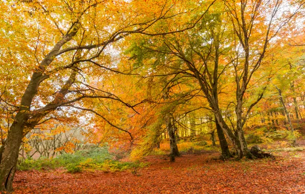 Picture autumn, leaves, trees, bridge, Park, forest, nature, yellow