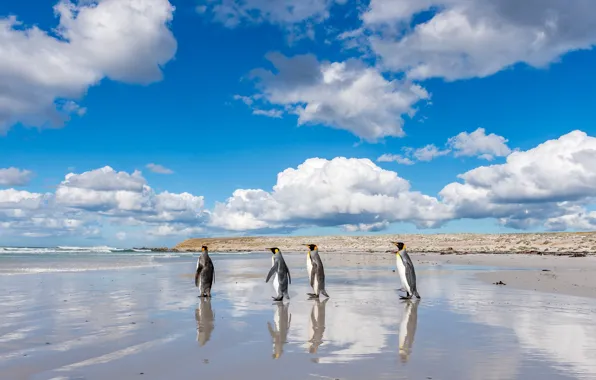 Sea, beach, clouds, blue, background, shore, penguins, walk