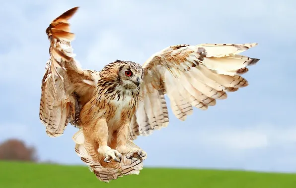 Macro, owl, bird, wings, blur, landing