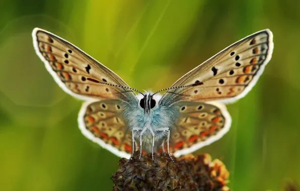Background, butterfly, plant, wings, legs, antennae