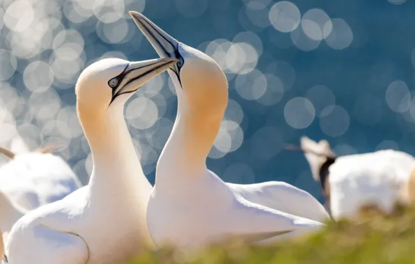 Birds, glare, a couple, The Northern Gannet