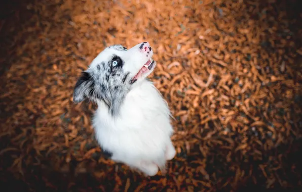 Nature, each, dog
