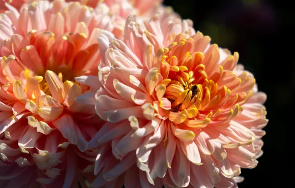 Macro, light, flowers, bee, petals, orange, chrysanthemum, bokeh
