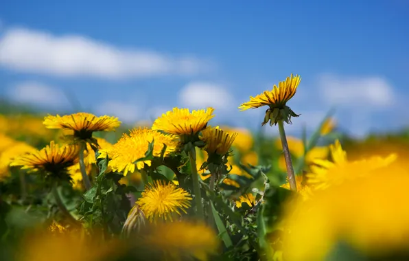 Field, the sky, clouds, flowers, blue, glade, spring, yellow