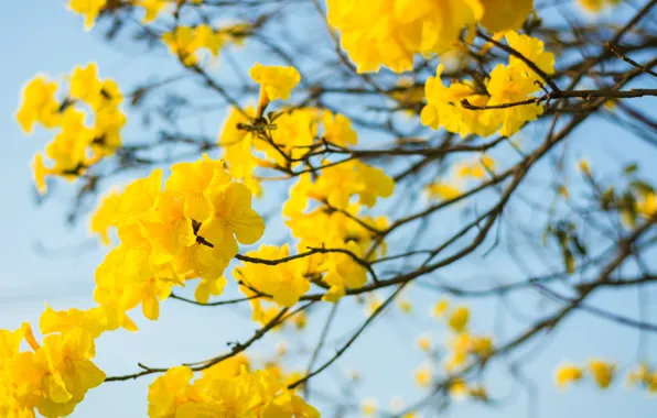 The sky, flowers, branches, spring, yellow, flowering, yellow, blossom