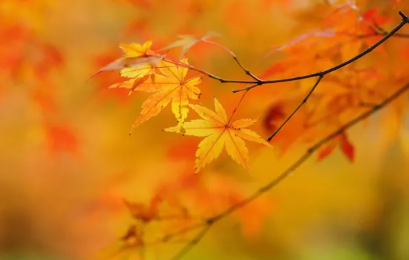 Autumn, leaves, tree, yellow, maple