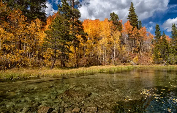 Autumn, forest, trees, lake, the bottom
