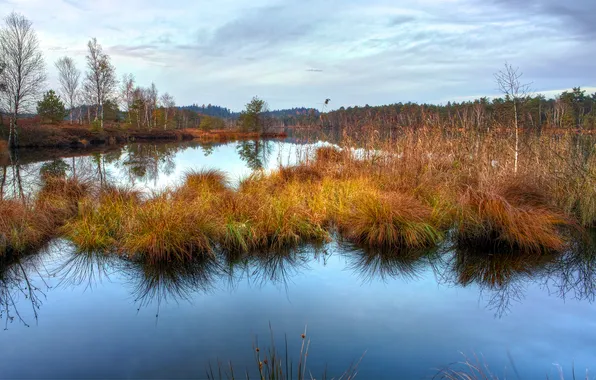 Autumn, grass, water, surface, reflection, swamp, dry