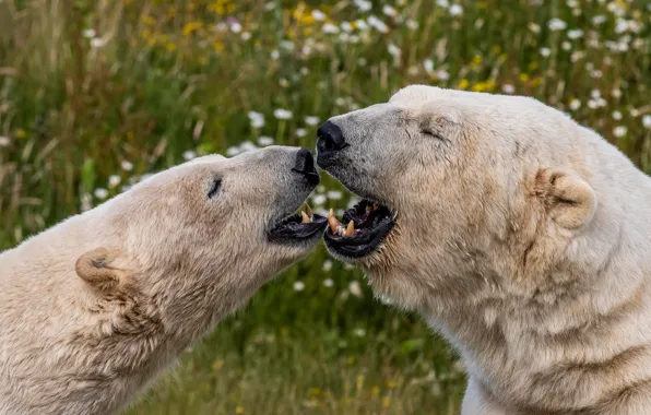 Muzzle, Polar bears, two bears, Polar bears