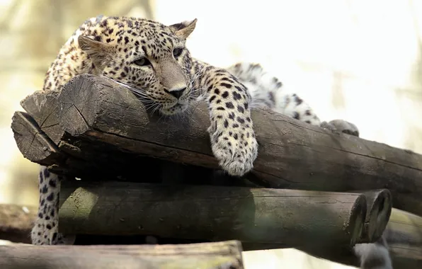 Picture predator, leopard, logs