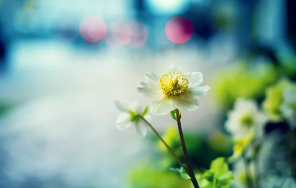 Macro, flowers, focus, white