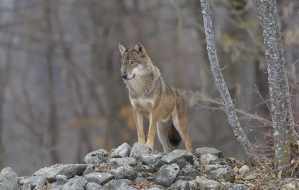 Forest, stones, wolf, DUELL ©