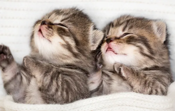 Pose, sleep, kittens, kids, a couple, sleep, lie, two kittens