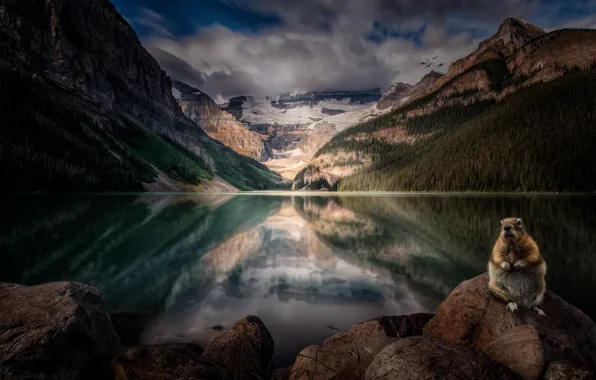 Picture forest, mountains, nature, lake, Alberta, Lake Louise, Canada, rodent