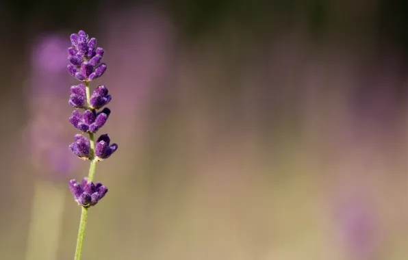 Macro, flowers, blur, purple, lilac, Lavender