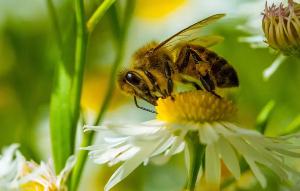 Flower, macro, bee, spring, Daisy, insect, pollination